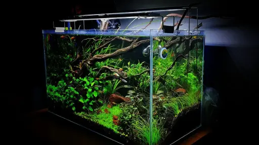 Planterra