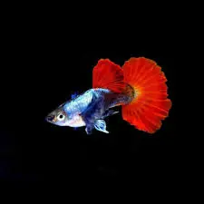 Guppy Platinum Red Tail Big Ear