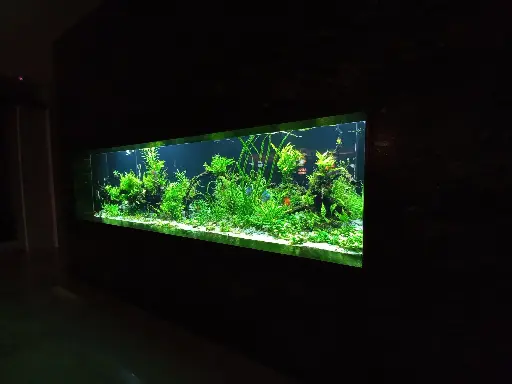 Giant Aquascape Tank