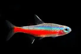 Cardinal Tetra Fish