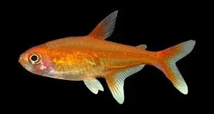Amandae Ember Tetra